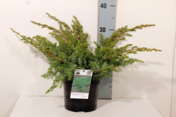 Kadagys pajūrinis (Lot Juniperus conf.) 'Schlager' C2/P17 20-25 CM | KADAGIAI | SPYGLIUOČIAI