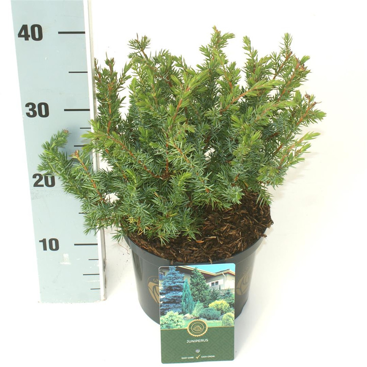 Kadagys pajūrinis (Lot Juniperus conf.) 'Schlager' C2,5/P18 25-30 CM | KADAGIAI | SPYGLIUOČIAI