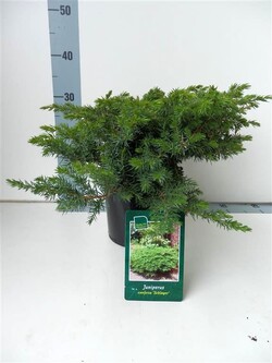 Kadagys pajūrinis (Lot Juniperus conf.) 'Schlager' C3/P19 30-35 CM