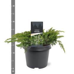 Kadagys pajūrinis (Lot Juniperus conf.) 'Schlager' C3/P19 30-40 CM | KADAGIAI | SPYGLIUOČIAI