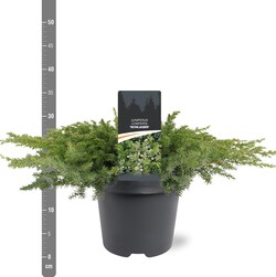Kadagys pajūrinis (Lot Juniperus conf.) 'Schlager' C5/P23 40-50 CM | KADAGIAI | SPYGLIUOČIAI