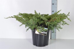 Kadagys pajūrinis (Lot Juniperus conf.) 'Schlager' C7,5/P26 30-40 CM