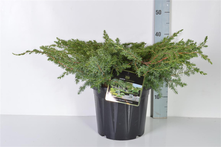 Kadagys pajūrinis (Lot Juniperus conf.) 'Schlager' C7,5/P26 30-40 CM