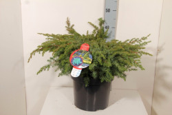 Kadagys pajūrinis (Lot Juniperus conf.) 'Schlager' C7,5/P26 40-50 CM | KADAGIAI | SPYGLIUOČIAI
