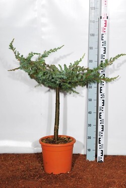 Kadagys pajūrinis (Lot Juniperus conf.) 'Schlager' C9 STIEBAS 40 CM