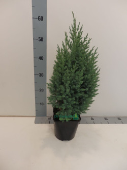 Kadagys kininis (Lot Juniperus chin.) 'Stricta' C2/P17 30-35 CM
