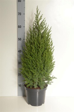 Kadagys kininis (Lot Juniperus chin.) 'Stricta' C3/P19 50-60 CM