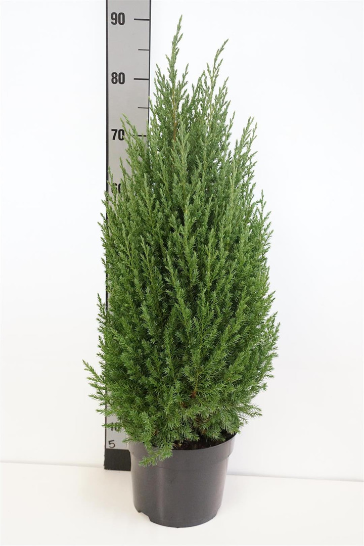 Kadagys kininis (Lot Juniperus chin.) 'Stricta' C5/P23 60-80 CM