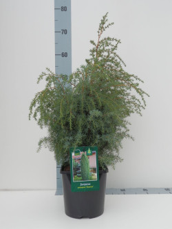 Kadagys paprastasis (Lot Juniperus comm.) 'Suecica' C3/P19 30-40 CM