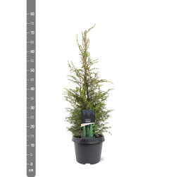 Kadagys paprastasis (Lot Juniperus comm.) 'Suecica' C3/P19 50-60 CM