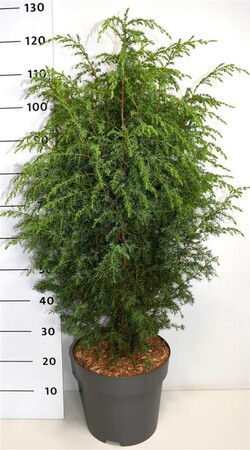 Kadagys paprastasis (Lot Juniperus comm.) 'Suecica' C12 60-80 CM