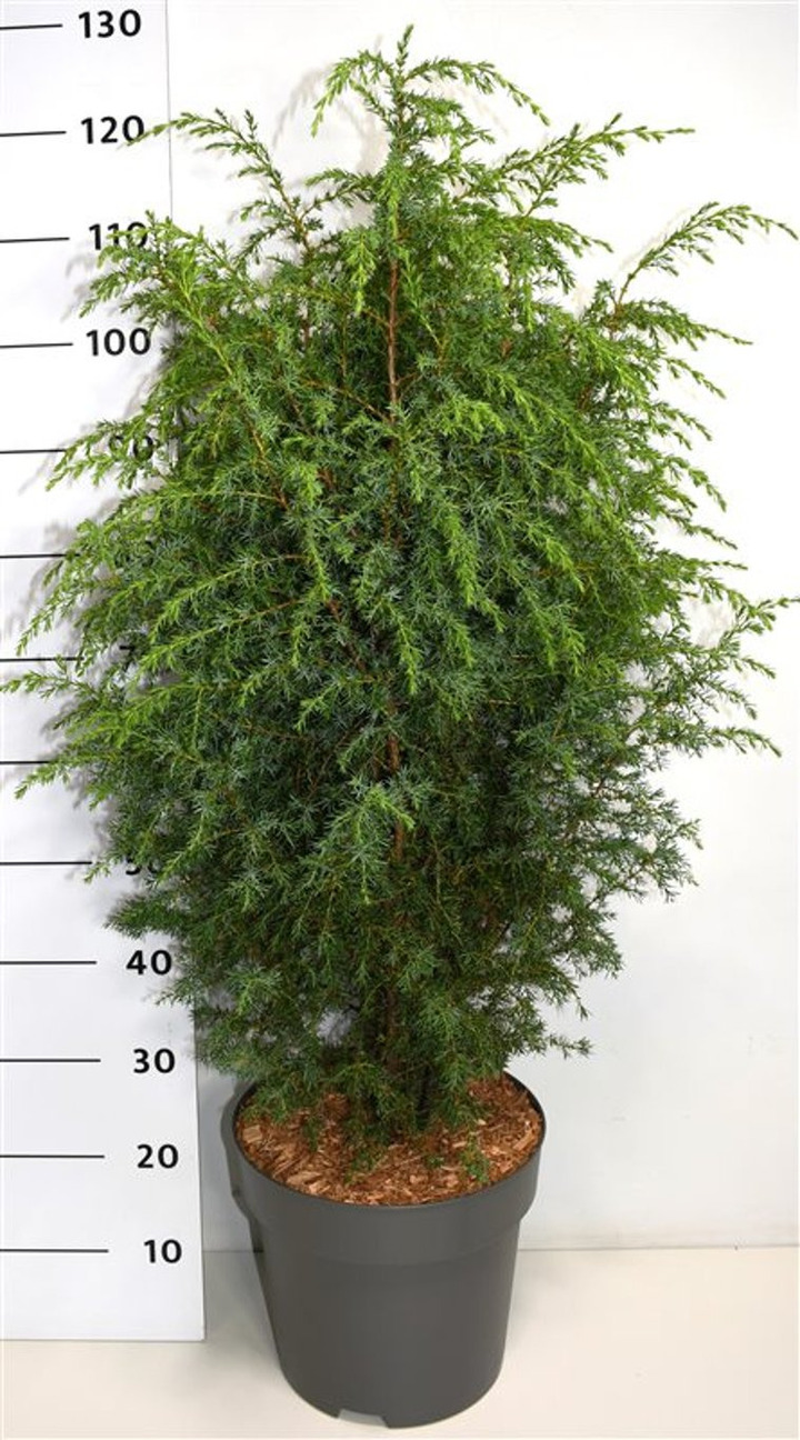 Kadagys paprastasis (Lot Juniperus comm.) 'Suecica' C12 60-80 CM