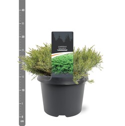 Kadagys daūrinis (Lot Juniperus davur.) 'Leningrad' C3/P19 30-40 CM | KADAGIAI | SPYGLIUOČIAI