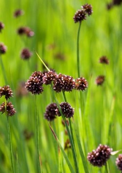 Kardalapis vikšris (Lot Juncus ensifolius) 18X18 CM | VIKŠRIAI | SMILGOS - VARPINIAI AUGALAI