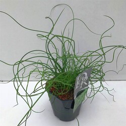 Pelkinis vikšris (Lot Juncus effusus) 'Spiralis' C2/P17 | VIKŠRIAI | SMILGOS - VARPINIAI AUGALAI