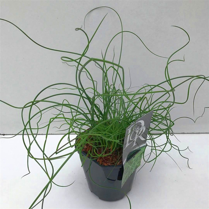 Pelkinis vikšris (Lot Juncus effusus) 'Spiralis' C2/P17 | VIKŠRIAI | SMILGOS - VARPINIAI AUGALAI