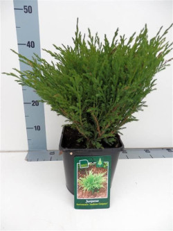 Kadagys gulsčiasis (Lot Juniperus hor.) 'Andorra Compact' C3/P19 30-35 CM