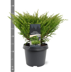 Kadagys gulsčiasis (Lot Juniperus hor.) 'Andorra Compact' C3/P19 30-40 CM