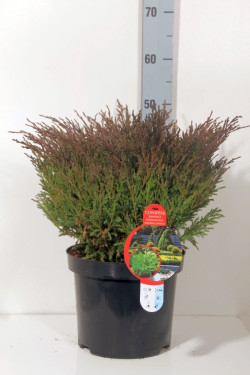 Kadagys gulsčiasis (Lot Juniperus hor.) 'Andorra Compact' C7,5/P26 40-50 CM