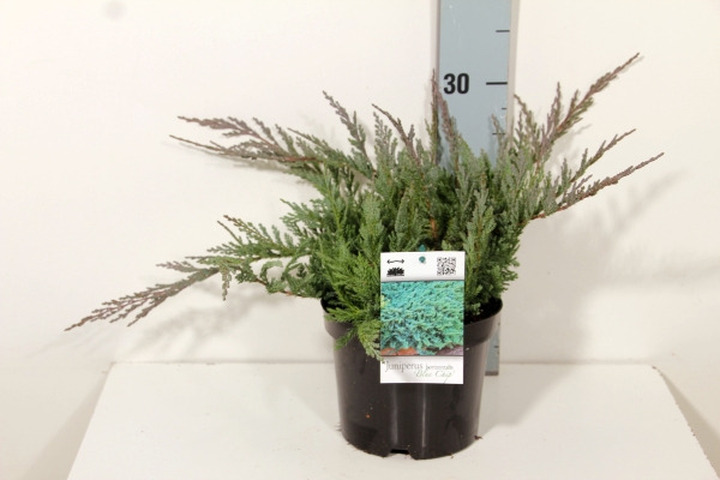 Kadagys gulsčiasis (Lot Juniperus hor.) 'Blue Chip' C2/P17 20-25 CM