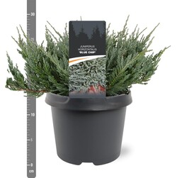 Kadagys gulsčiasis (Lot Juniperus hor.) 'Blue Chip' C3/P19 25-30 CM