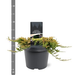 Kadagys gulsčiasis (Lot Juniperus hor.) 'Golden Carpet' C3/P19 20-25 CM | KADAGIAI | SPYGLIUOČIAI