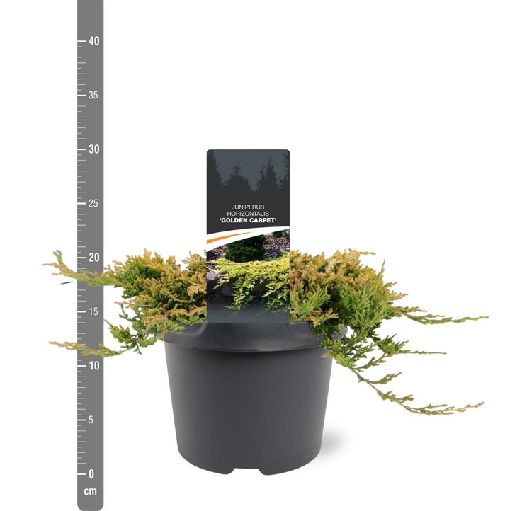 Kadagys gulsčiasis (Lot Juniperus hor.) 'Golden Carpet' C3/P19 20-25 CM | KADAGIAI | SPYGLIUOČIAI