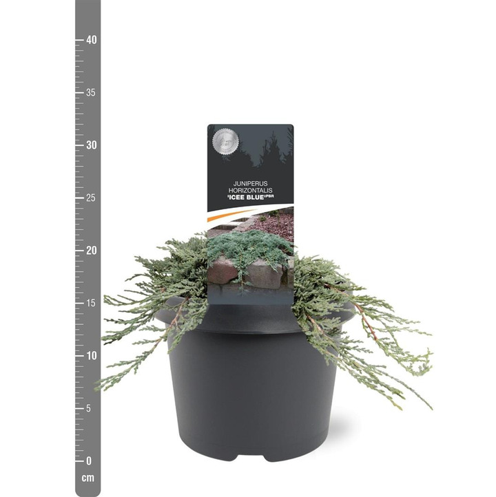 Kadagys gulsčiasis (Lot Juniperus hor.) 'Icee Blue' C3/P19 20-25 CM