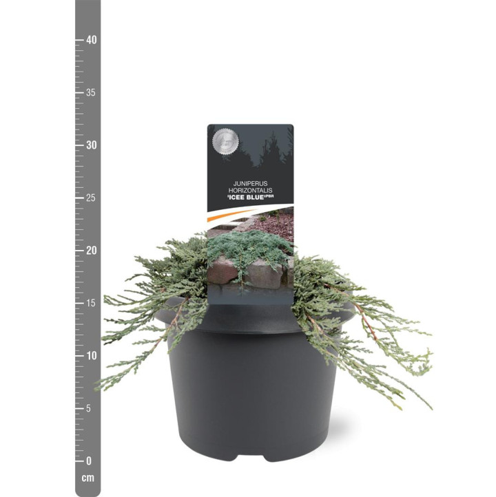 Kadagys gulsčiasis (Lot Juniperus hor.) 'Icee Blue' C3/P19 25-30 CM | KADAGIAI | SPYGLIUOČIAI