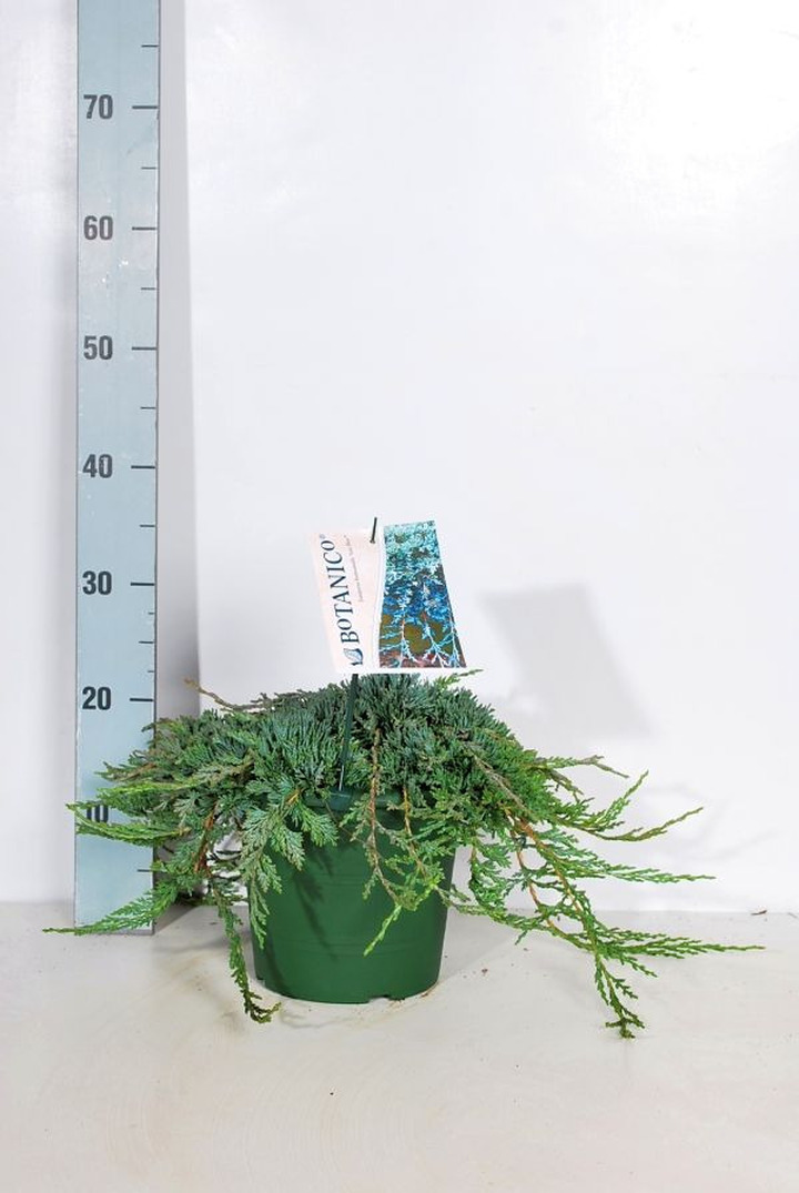 Kadagys gulsčiasis (Lot Juniperus hor.) 'Icee Blue' C4/P21 30-40 CM | KADAGIAI | SPYGLIUOČIAI
