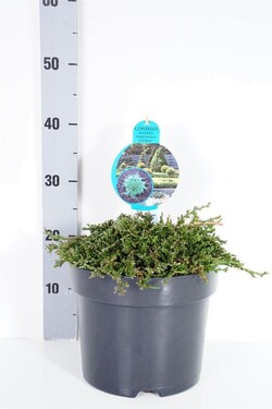 Kadagys gulsčiasis (Lot Juniperus hor.) 'Icee Blue' C7,5/P26 30-40 CM | KADAGIAI | SPYGLIUOČIAI