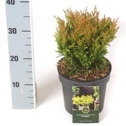 Kadagys gulsčiasis (Lot Juniperus hor.) 'Limeglow' C2,5/P18 20-25 CM | KADAGIAI | SPYGLIUOČIAI