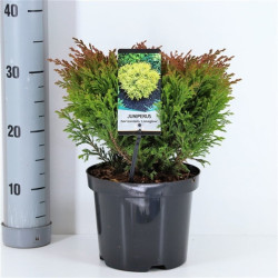 Kadagys gulsčiasis (Lot Juniperus hor.) 'Limeglow' C3/P19 20-25 CM