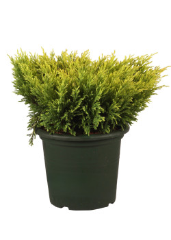Kadagys gulsčiasis (Lot Juniperus hor.) 'Limeglow' C4/P21 25-30 CM