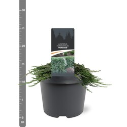 Kadagys gulsčiasis (Lot Juniperus hor.) 'Pancake' C3/P19 20-25 CM