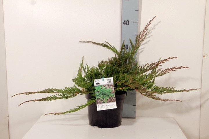Kadagys gulsčiasis (Lot Juniperus hor.) 'Prince of Wales' C2/P17 20-25 CM