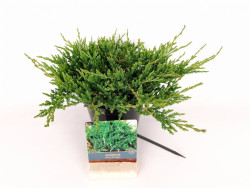 Kadagys gulsčiasis (Lot Juniperus hor.) 'Prince of Wales' C2/P17 25-30 CM - nuotrauka 2