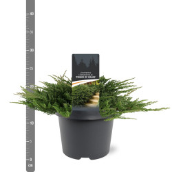Kadagys gulsčiasis (Lot Juniperus hor.) 'Prince of Wales' C3/P19 30-40 CM