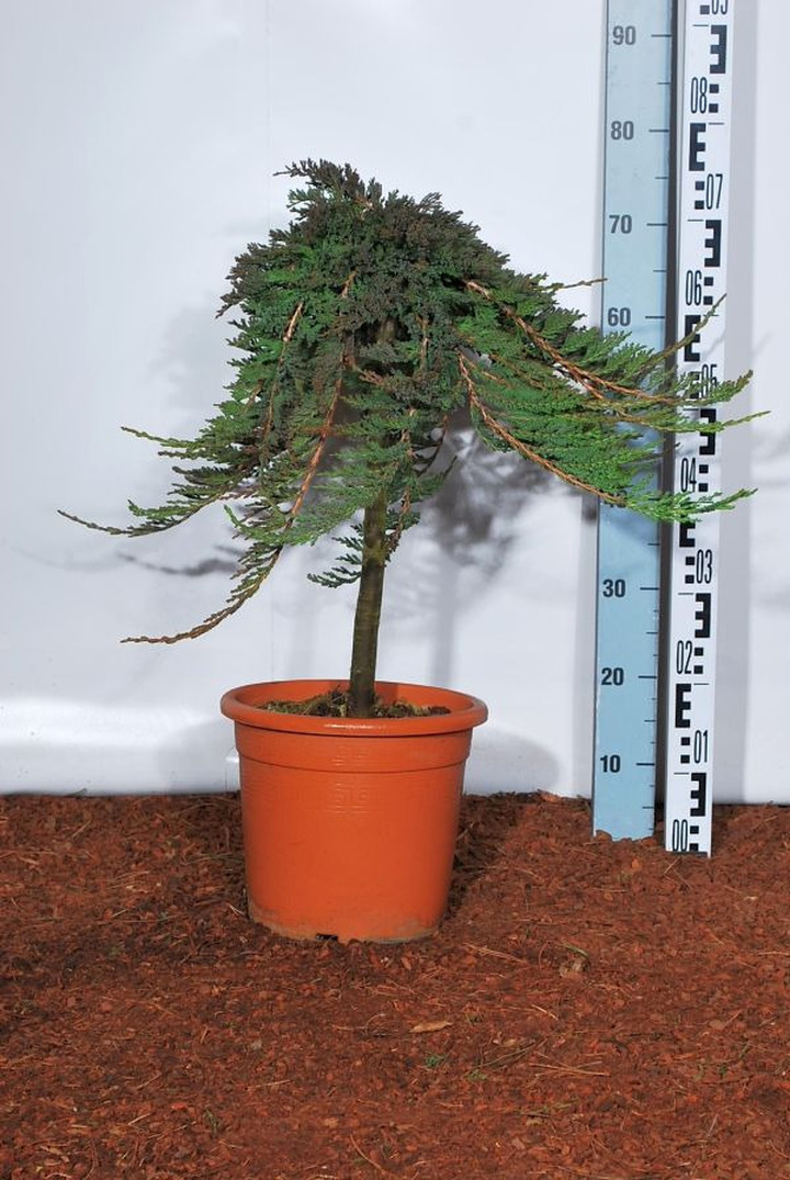 Kadagys gulsčiasis (Lot Juniperus hor.) 'Prince of Wales' C9 KOTAS 40 CM | KADAGIAI | SPYGLIUOČIAI