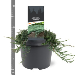 Kadagys gulsčiasis (Lot Juniperus hor.) 'Wiltonii' C3/P19 25-30 CM