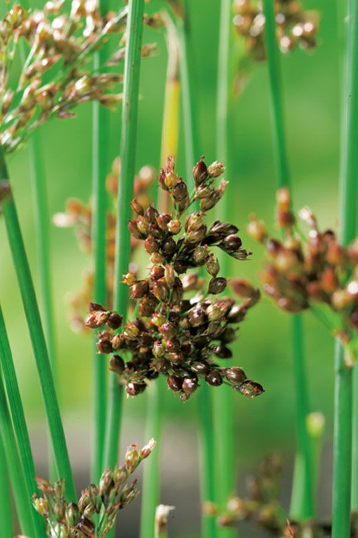 Melsvasis vikšris (Lot Juncus inflexus) 18X18 CM | VIKŠRIAI | SMILGOS - VARPINIAI AUGALAI