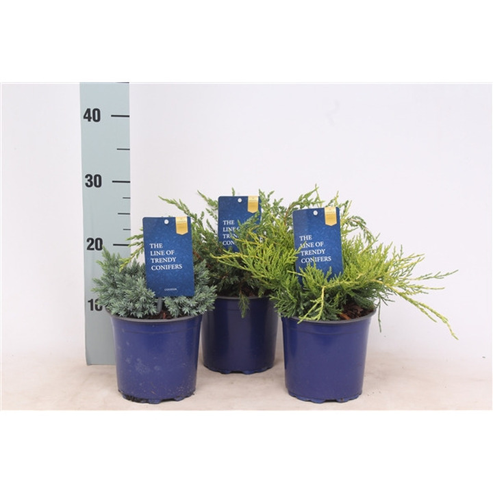 Kadagys MIX (Lot Juniperus in)   C1,5/P15 20-25 CM