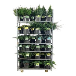Kadagys MIX (Lot Juniperus in)   C7,5/P26