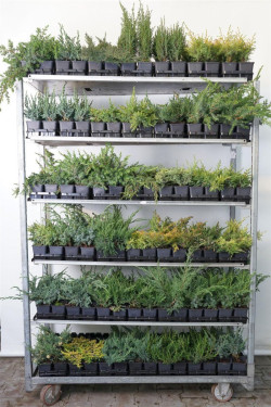 Kadagys MIX (Lot Juniperus in)   P9 JAUNI AUGALAI