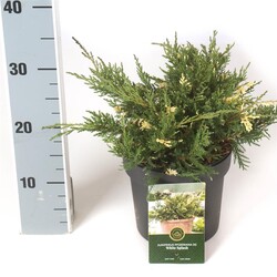 Tarpinis kadagys (Lot Juniperus pf.) 'White Splash' C2,5/P18 25-30 CM