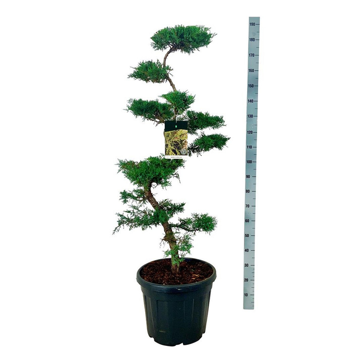 Tarpinis kadagys (Lot Juniperus pfitzeriana)  BONSAI 100-125 C45