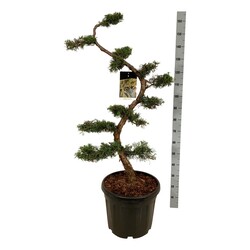 Tarpinis kadagys (Lot Juniperus pfitzeriana)  BONSAI 125/+ CM C55