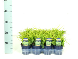 Tarpinis kadagys (Lot Juniperus pf.) 'Gold Coast' P11 10-15 CM