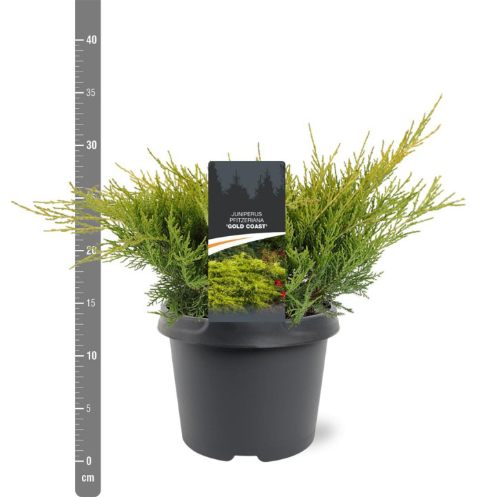Tarpinis kadagys (Lot Juniperus pf.) 'Gold Coast' C3/P19 25-30 CM