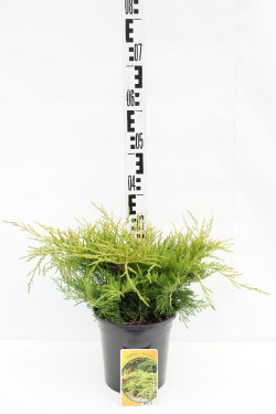Tarpinis kadagys (Lot Juniperus pf.) 'Gold Coast' C3/P19 30-40 CM - nuotrauka 1